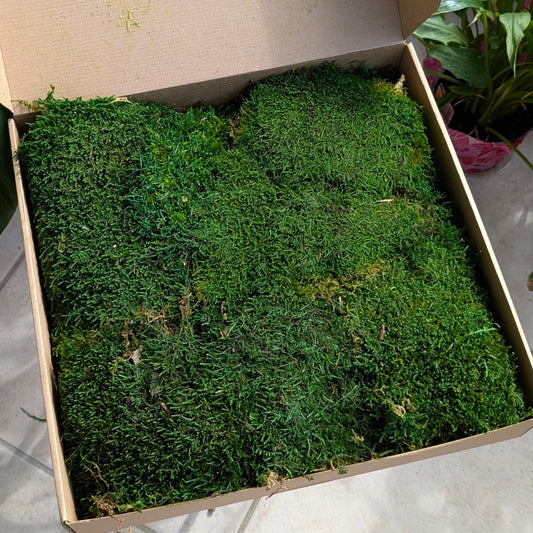 Preserved Green Sheet Moss