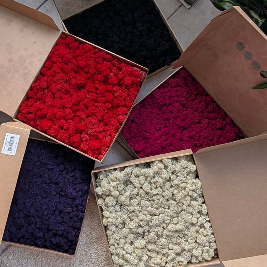 Colorful Preserved Reindeer Moss (Purple, Red , Black, Cream , Fuchsia)