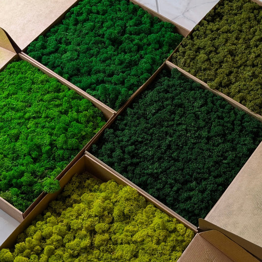 Preserved Reindeer Moss – 15 oz (5 Colors, 3 oz Each)