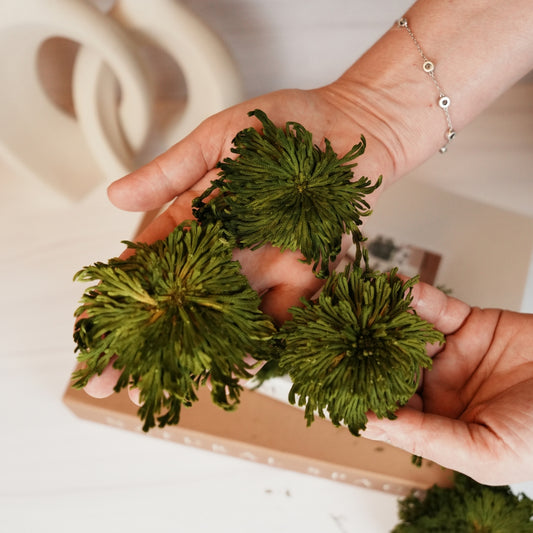 Preserved Club Moss - Green