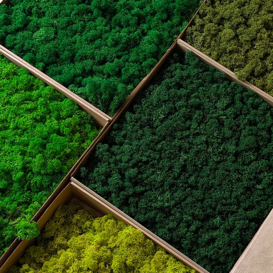 High Quality Preserved Reindeer Moss – 5 Color