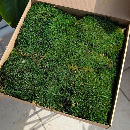 Preserved Green Sheet Moss