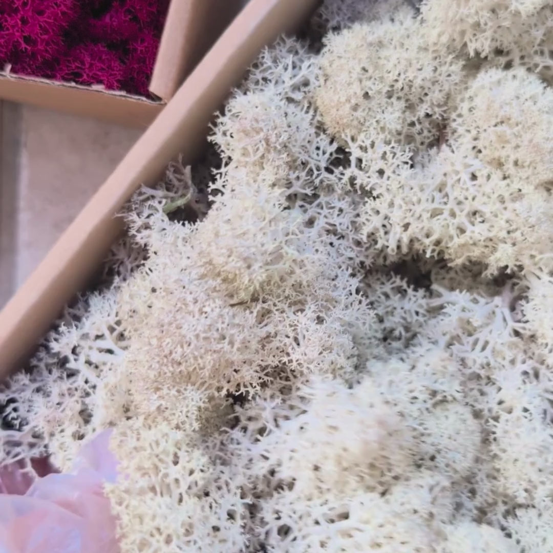 Colorful  Preserved Reindeer Moss (Purple, Red , Black, Cream , Fuchsia)