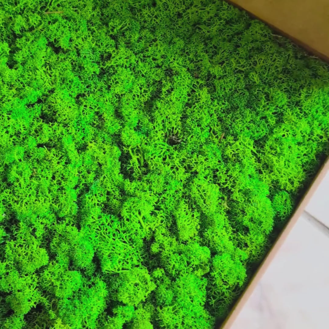 High Quality Preserved Reindeer Moss – 5 Color