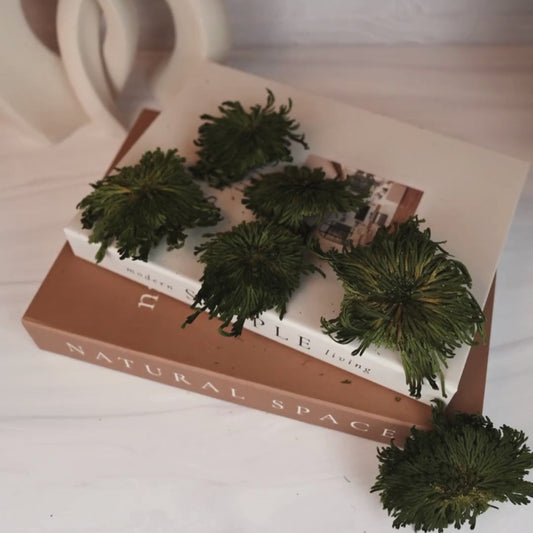 Preserved Club Moss - Green